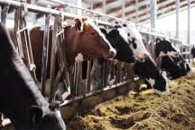 品質(zhì)服務(wù)，牛氣沖天！華全靜音發(fā)電機(jī)組為畜牧養(yǎng)殖業(yè)保電