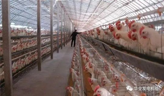 華全燃?xì)獍l(fā)電機(jī)組深受畜牧養(yǎng)殖業(yè)喜愛(ài)，竟是因?yàn)檫@！