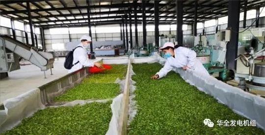 用電炒茶！華全800kw集裝箱發電機組發往大山深處